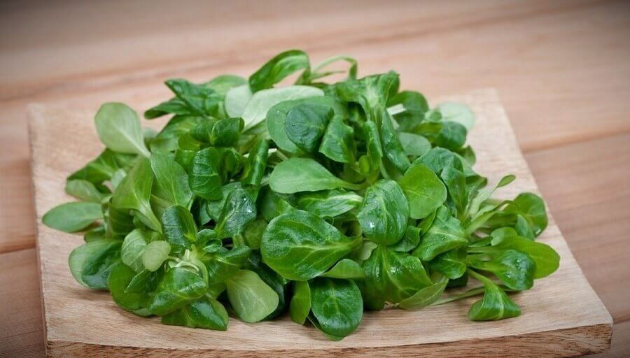 10 популярных видов листовых салатов – польза и вкусовые сочетания | 9