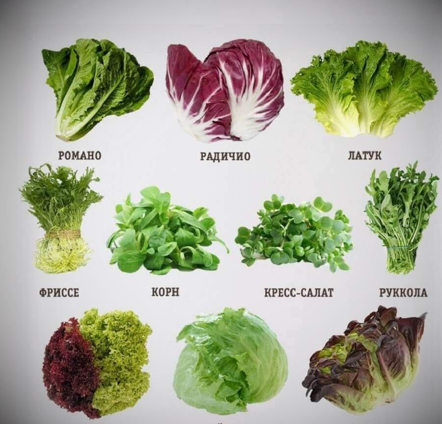 таблица листовых салатов с названиями и фото